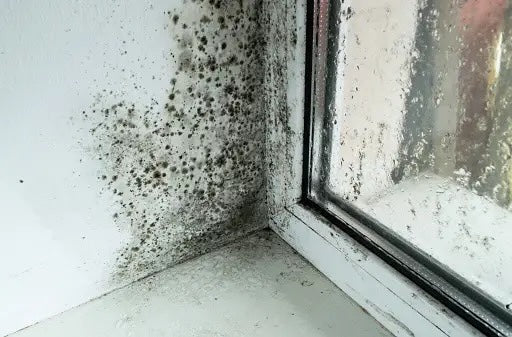 Mold Protocol