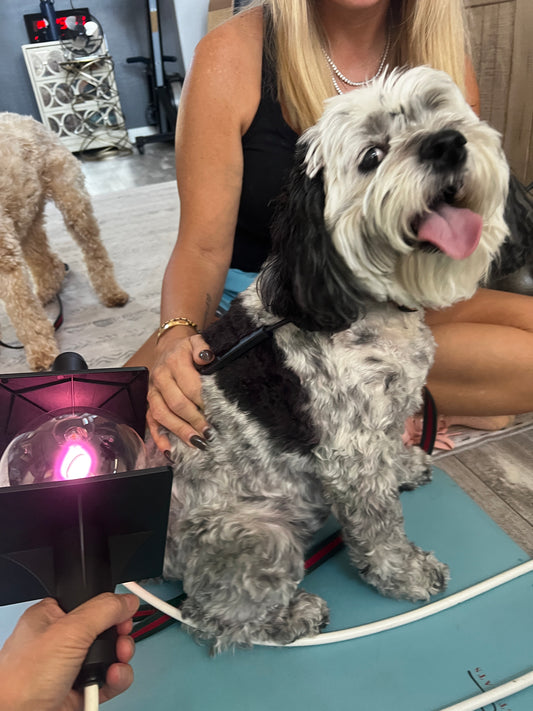 Frequency Application for Pets