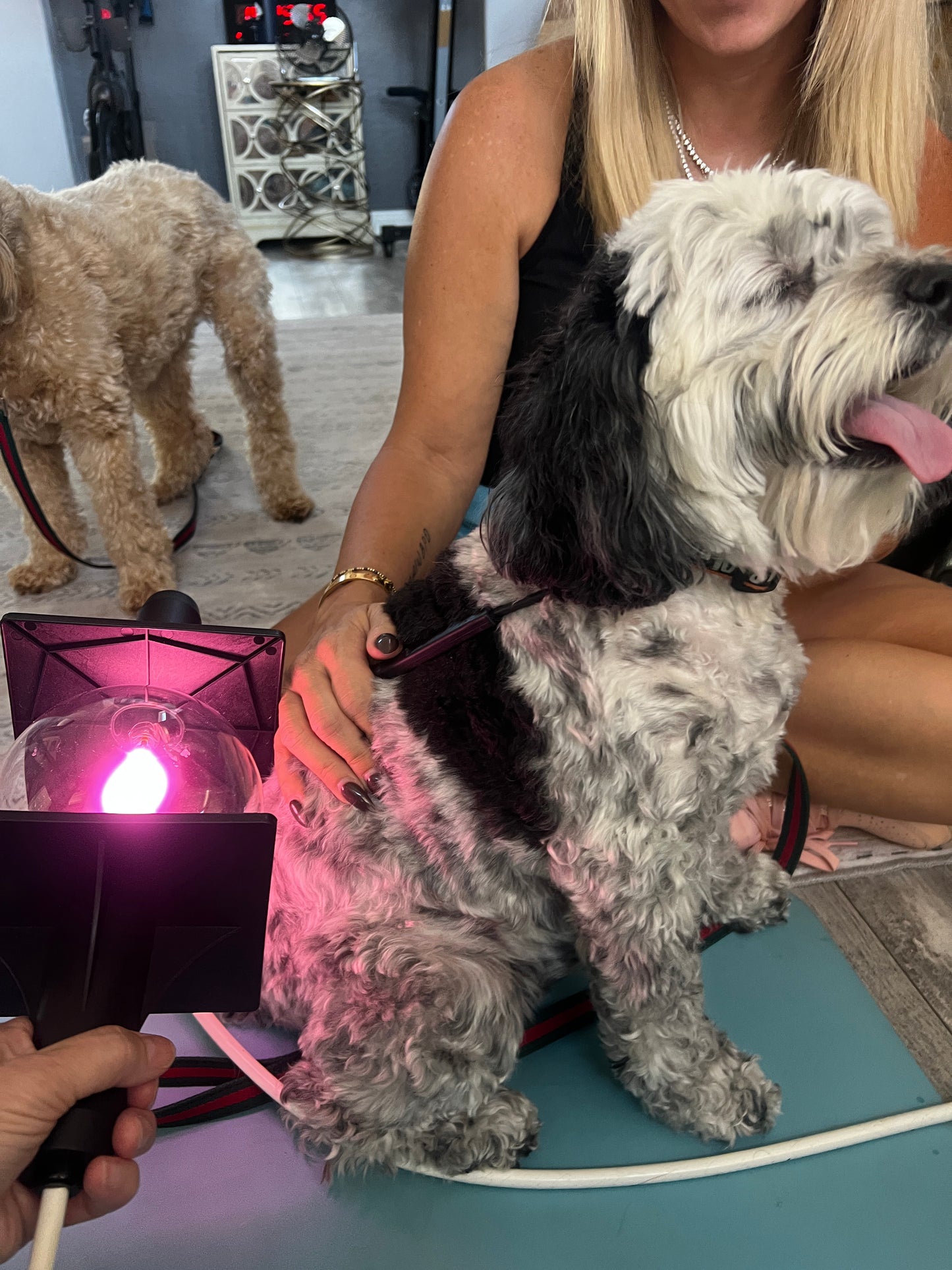 Frequency Application for Pets